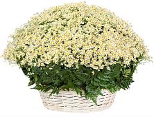 Цветочная композиция из Ромашки в корзине #REPLACE_PRED# Поселок совхоза Раменский